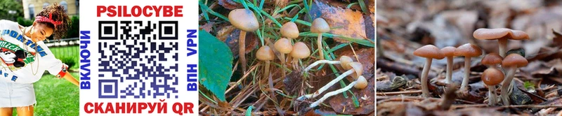 как найти наркотики  Сосногорск  Галлюциногенные грибы Psilocybine cubensis 